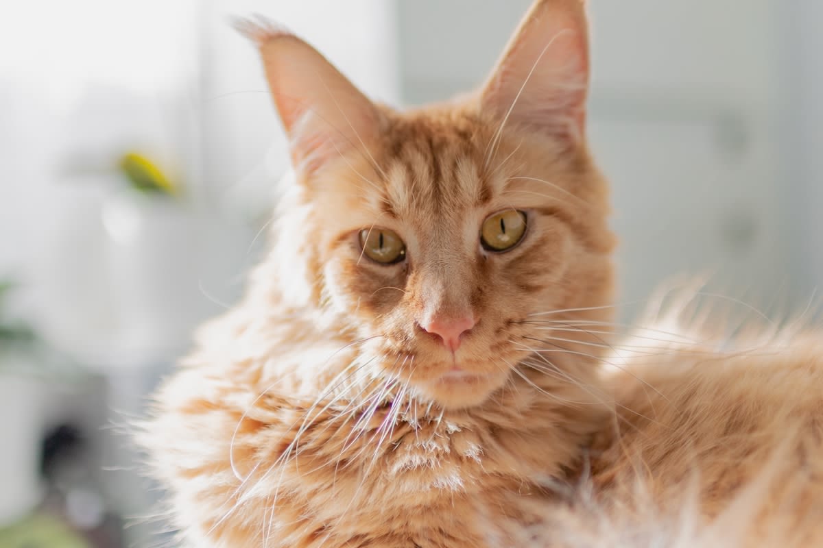 Maine Coon Cats Showing Off 'Extensive Vocabularies' Have People Seriously Impressed