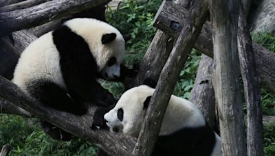 Panda diplomacy is back: China sending two bears to Washington
