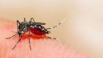 Delhi records sharp rise in malaria cases, 2 die of dengue fever