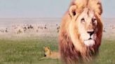 The African Lion: Where to Watch & Stream Online