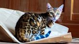 DNA Study Demystifies Bengal Cat Ancestry