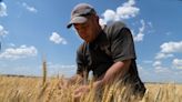 Grain prices shoot back up after Russian missile attack