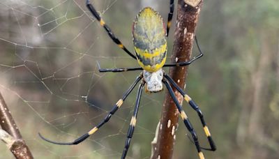 Joro spiders are not that scary, but these resident New Jersey critters are