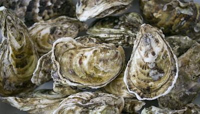 Oil and water – and oysters – don’t mix | Chucha Barber