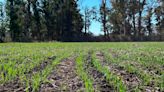 Terminó la siembra de trigo: 6,3 millones de hectáreas con un crecimiento del área de casi 7% interanual