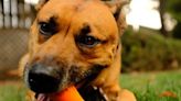 ASPCA hosts free dog adoption event