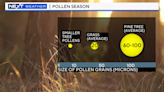 Why is there so much pollen everywhere in Massachusetts?