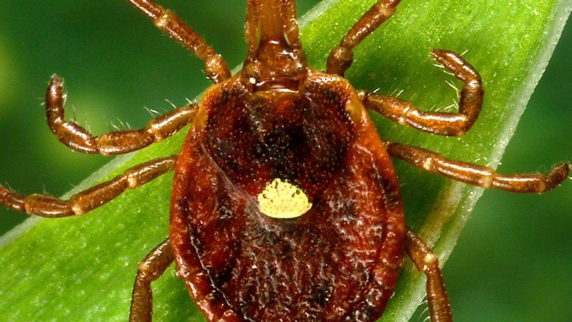 Lone Star Tick: How to protect yourself & recognize the symptoms of a bite