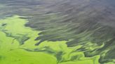 Blue-Green Algae Alerts Issued For Western Palm Beach, Martin Counties | NewsRadio WIOD | Florida News