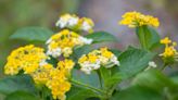 How To Grow And Care For Lantana