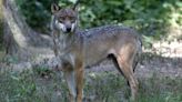 Thoiry : la joggeuse grièvement blessée par des loups porte plainte pour des manquements du zoo