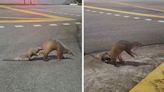 'Mother and baby' pangolin pair spotted crossing the road in Singapore; smaller pangolin clinging on to adult's tail captures netizens' hearts