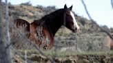Next steps for managing national park horses unclear; group pushes federal protection