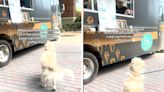 Golden retriever politely asks "best friend" food truck worker for pup cup