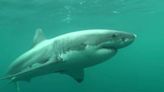 Fisherman man pleads ignorance after killing great white shark