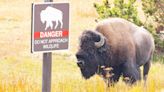 Man accused of kicking bison at Yellowstone National Park is injured by animal and then arrested on alcohol charge