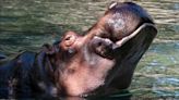 Woodland Park Zoo will say goodbye to hippo next week