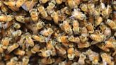 Bees face extinction due to climate change making it too hot to handle