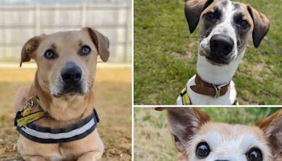 7 adorable dogs looking for their forever homes in Shropshire this week