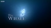 The Whale (2013 film)