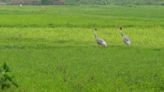 Census reveals surge in Sarus crane population across Uttar Pradesh
