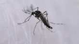 OMS alerta que el dengue se ha disparado a niveles históricos: Así van los contagios en México