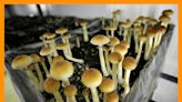 California psychedelics bill that would bring 'magic mushrooms' into the mainstream fails – again