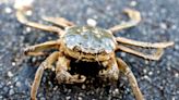 Invasive Crab Species with 'Furry Claws Resembling Mittens' Spotted in New York