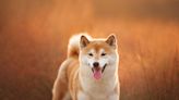 Dogecoin, Floki, Shiba Inu Tumble After Iconic Japanese Dog Who Inspired Their Creation Passes Away At 18