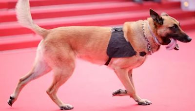 Dogs Set To Rule the Red Carpet at Cannes Film Festival 2024