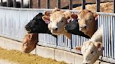 As Bird Flu Spreads in Cows, U.S. Monitoring for Human Cases Remains Limited