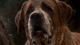 Stephen King Has A Cujo Sequel Coming Next Year, And It's Been Revealed How It Connects To The Classic Killer Dog...