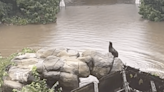 Central Park Zoo sea lion swims free of enclosure due to New York floods