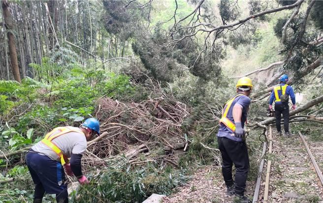 嘉義19震阿里山樹倒阻鐵路 文資處力拚7月全線通車 - 生活