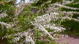 How to Grow a Bridal Veil Plant, the Ultimate Carefree Houseplant