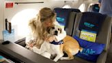 Conoce BARK Air, la primera aerolínea exclusiva para perros (VIDEO)