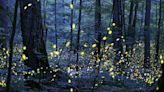 Where to see fireflies in the Triangle (and how to attract them to your own backyard)