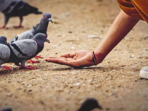 How Can Pigeon Droppings Cause Severe Damage To Your Lungs?