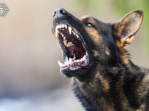 南韓誤傳「70猛犬逃脫」急發災難簡訊 竟只是2隻小狗