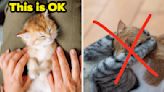 People Are Sharing Things That People Don't Really Know About Cats Until They Get One, And, As A Former Cat Owner...