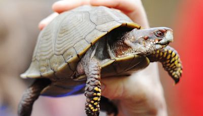 Woman faces charge of trying to smuggle turtles across Vermont lake to Canada by kayak