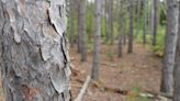 Ottawa airport facing calls to replace felled Hunt Club trees