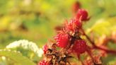 Tasty wineberries in Maryland offer invasive species management lesson - Outdoor News