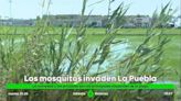 Detectan en La Puebla del Río (Sevilla) una nueva ola de mosquitos que transportan el Virus del Nilo