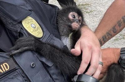 Watch: Escaped monkey reunited with owner in North Carolina