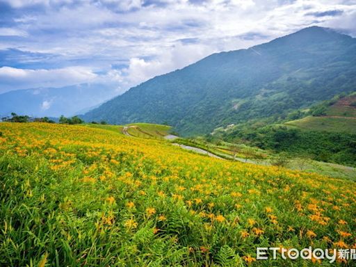 太麻里金針花季開跑！賞花專車預訂增125% 4推薦民宿每晚千元起