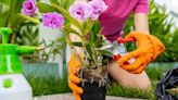 I'm a gardening expert - how to spruce up your outdoor space