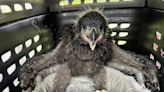 Baby bald eagle reunited with parent by Texas wildlife rescue