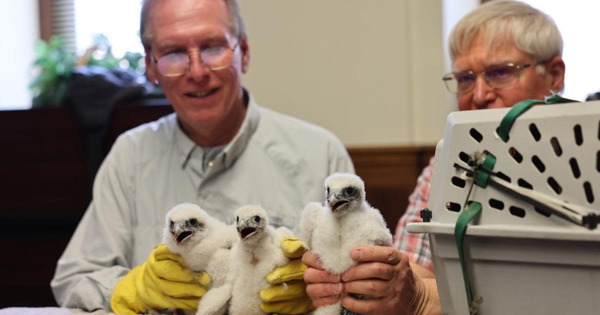 Three peregrine falcons banded at the Racine County Courthouse