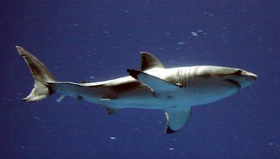 Beach weather is here and so are sharks. Scientists say it’s time to look out for great whites